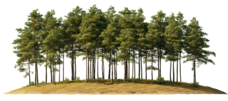 Pine trees on hill, green coniferous forest on transparent background png