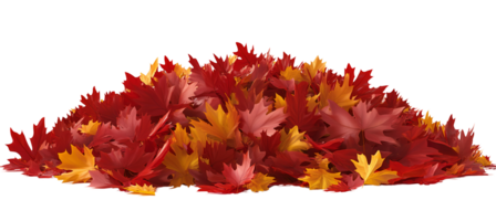 Autumn maple leaves pile on transparent background png