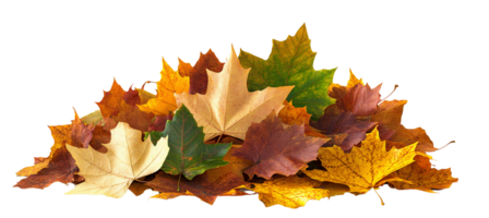 Vibrant Pile of Autumn Maple Leaves in Warm Colors png