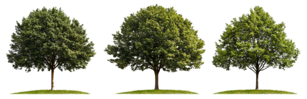 Green trees isolated on transparent background png