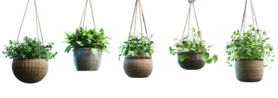 Hanging plants in pots on transparent background png