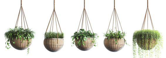 Hanging plants in wicker baskets on transparent background png
