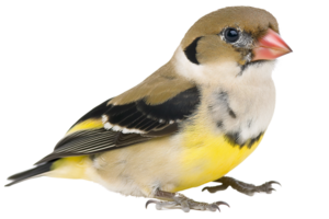 Small bird with yellow breast, isolated on transparent background png