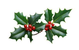 Holly berries and leaves on transparent background png