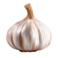 Garlic bulb on transparent background detailed illustration png