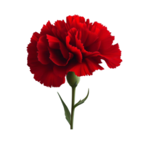 Red carnation flower on transparent background png