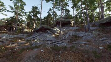Explore the rocky terrain surrounded by tall pine trees in a serene environment video