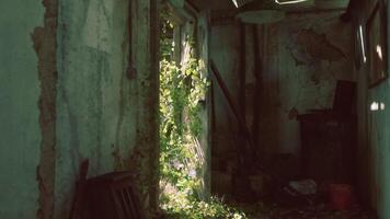 Overgrown green vines cascade through an abandoned structures doorway at noon video