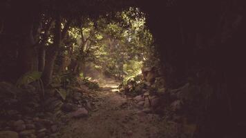 A tranquil path through the lush Cambodian jungle during daylight hours video