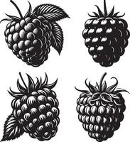 Black And White Raspberry silhouette vector