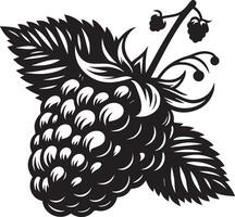 Raspberry silhouette Illustration and white background vector