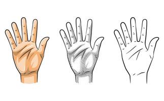 Hand Gesture Number Five Line Art Shaded Colored vector