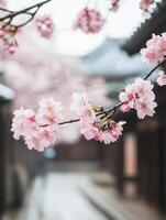 Tranquil sakura branch close up in traditional Japanese setting photo