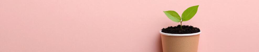 Modern minimalist flat lay of a biodegradable planter on pink background photo