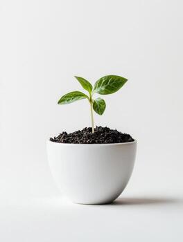 Tiny sprout emerging from soil in white ceramic bowl photo