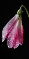 Macro view of a cherry blossom with dewdrops highlighting spring elegance and natures beauty photo