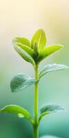 Macro shot of fresh green sprout with dew in nature photo