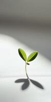 Tiny seedling on smooth white surface symbolizing new beginnings and growth photo