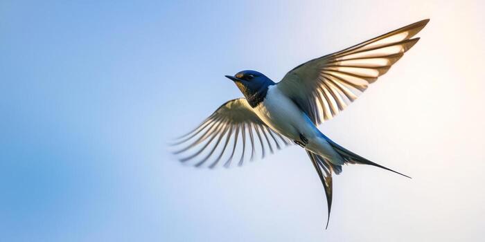 Swallow in flight against a clear blue sky capturing freedom and grace photo