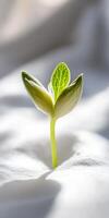 Tiny green seedling emerging on smooth white surface for growth and renewal concepts photo