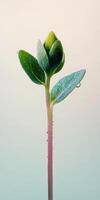 Macro photography of a fresh green sprout with dewdrops for nature themed design photo