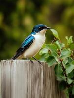 Hyper realistic portrait of a swallow perched on a wooden post in nature photo
