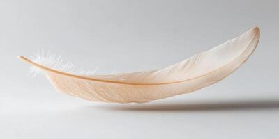 Ultra minimalist image of a single feather in soft focus photo