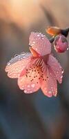 Macro shot of cherry blossom with dewdrops capturing natures delicate beauty photo