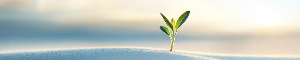 Tiny sprout emerging from serene white sand dune symbolizing growth and renewal photo