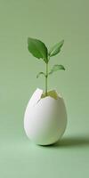 Emerging growth concept with sprout breaking through eggshell on green background photo
