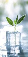 Dreamy growth concept with a single sprout emerging from ice photo