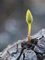 Resilience of a sprout emerging from cracked dry earth photo