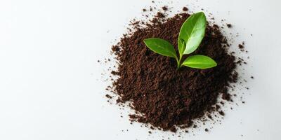 Modern branding mockup featuring a delicate sprout growing from soil on white background photo