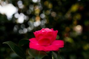 Vibrant pink camellia flower in bloom with lush green bokeh background photo