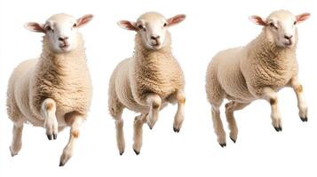Three Sheep Leap Gracefully In Mid Air photo