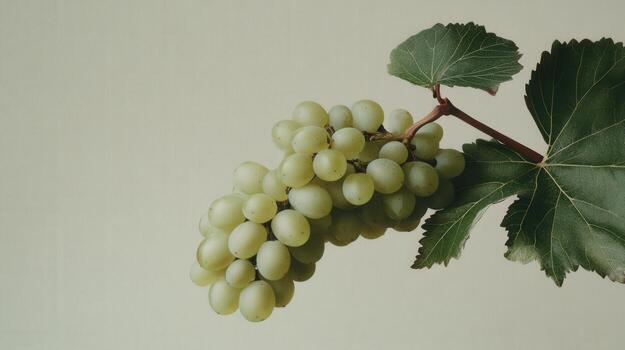 Green Grapes Hanging On A Vine With Leaves photo