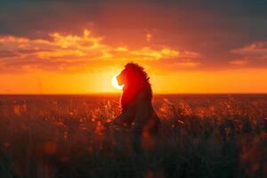 A lion is sitting in the grass at sunset photo