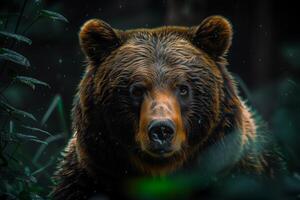 A close up of a brown bear in the rain photo