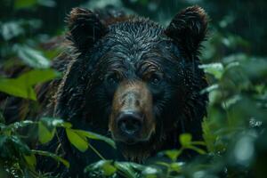 A bear in the rain photo