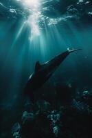 A dolphin swimming in the ocean with sunlight shining through the water photo