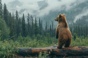A bear standing on a log in the middle of a forest photo