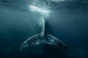 A whale is swimming in the ocean with its tail up photo