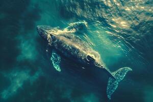 A whale swimming in the ocean with its tail out photo