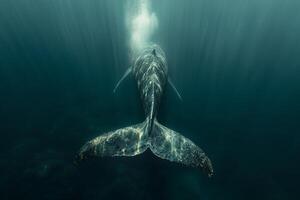 A whale is swimming under water with its tail out photo