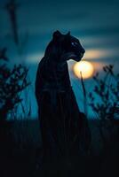A black panther with blue eyes in the dark photo