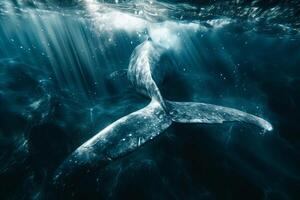 A whale is swimming in the ocean with sunlight coming from the water photo