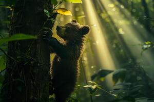 A bear climbing up a tree in the forest photo