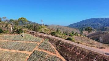 a winding mountain road surrounded by lush green forest and rolling hills. The sunlight casts a warm glow over the landscape, travel, adventure, and nature related themes video