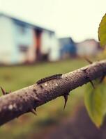 A caterpillar on a branch in front of a house photo