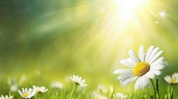 A daisy, with the sun shining brightly on it with a background of a green meadow. 1 photo